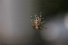 Araneus diadematus